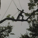 Top To Bottom Tree Service - Tree Service