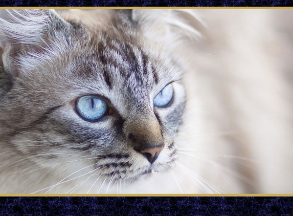 Canterbury Tails Boutique Boarding Cattery - Belgrave, VIC. Pick-Up & Delivery Service Available