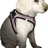 Atlantic City Pet Hotel and Grooming gallery