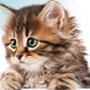 Stine Veterinary Hospital - Pet Boarding & Kennels