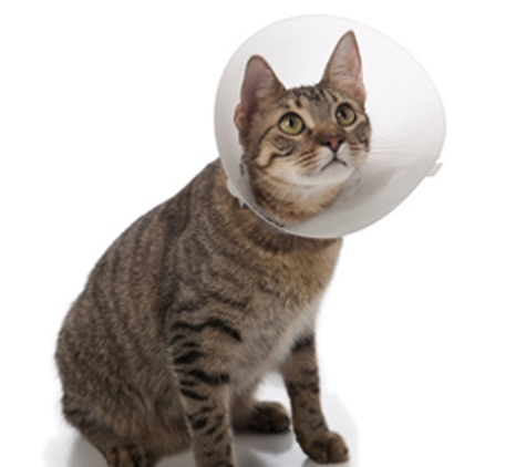 Currumbin Fair Veterinary Surgery - Currumbin Waters, QLD