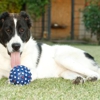 K-9 Boarding Kennels gallery