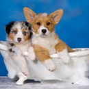 Lindas Pet Grooming