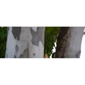 Gallery Image Number 3
