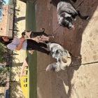 Pet Play House Phoenix