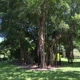Pinetree Bark Park
