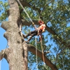 Keith's Tree Service and Firewood-Sherman TX gallery