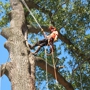 Keith's Tree Service and Firewood-Sherman TX
