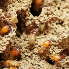 State  Termite & Pest Control