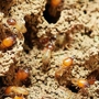 State  Termite & Pest Control