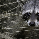 Highspeed Animal Trapping - Pest Control Services