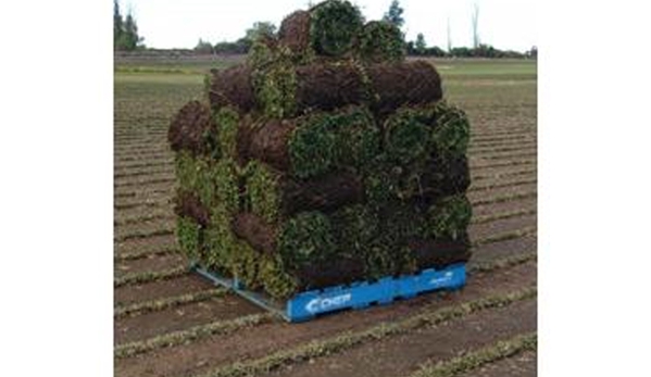 Cowra Turf - Cowra, NSW