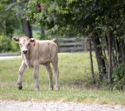 Lazy Creek Farms - Beaverdam, VA