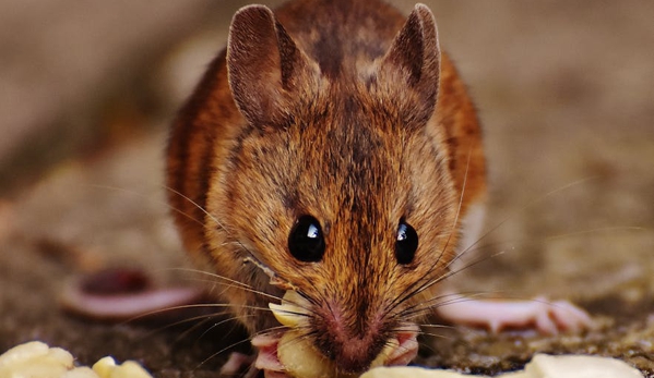 Keech Pest Control - South Tamworth, NSW