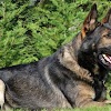 Kraftwork K9 Pro gallery