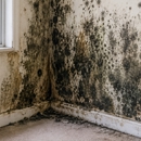 Neptune Mold Solutions - Mold Remediation