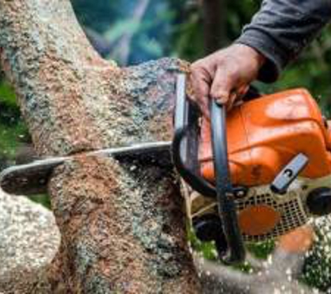 3 Brothers Tree Service - Elsmere, DE