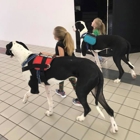 Service Dog Project Inc