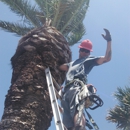 Johnny's palm & tree svc - Tree Service