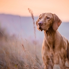 Sit Means Sit Dog Training