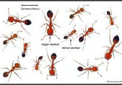 2nd Generation Pest Control 6340 Peppermill Dr Las Vegas Nv 89146 Sp Com