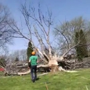 JP Tree - Tree Service