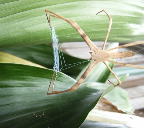 Systems Pest Management Pty Ltd - Thornleigh, NSW