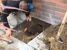BJ's Plumbing and Gas Services - Plumbers & Gasfitters