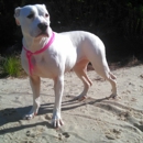 Nicole's Natural Dog Training - Pet Training