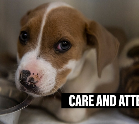 Grindelwald Kennels & Cattery - Legana, TAS. Care And Attention