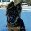 West German Shepherds.com gallery