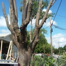 Mayorquin Tree Service - Stump Removal & Grinding