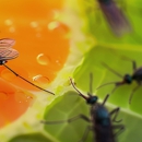 Buono Pest Control - Pest Control Equipment & Supplies