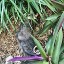 NUISANCE WILDLIFE REMOVAL - Bee Control & Removal Service