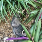NUISANCE WILDLIFE REMOVAL