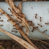 Mosquito Remediation gallery