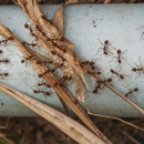 Mosquito Remediation - Pest Control Equipment & Supplies