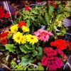 Armstrong Garden Center gallery