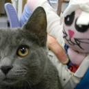 Kentwood Cat Clinic - Veterinary Clinics & Hospitals