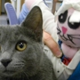 Kentwood Cat Clinic