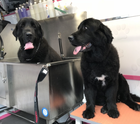 Miami's Pet Grooming - Miami, FL