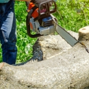 Syma Tree Service - Tree Service