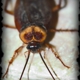 Canady's Termite & Pest Control