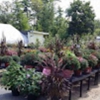 Nicole's Greenhouse & Florist gallery