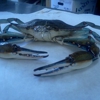 Fat Crabs Rib Co gallery