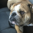 Sit Means Sit Dog Training - Dog Training