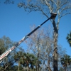 Chapman's Tree Service gallery