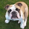 Bulldog Security Service gallery