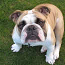 Bulldog Security Services, LLC - Security Equipment & Systems Consultants