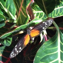 Butterfly Wonderland - Tourist Information & Attractions